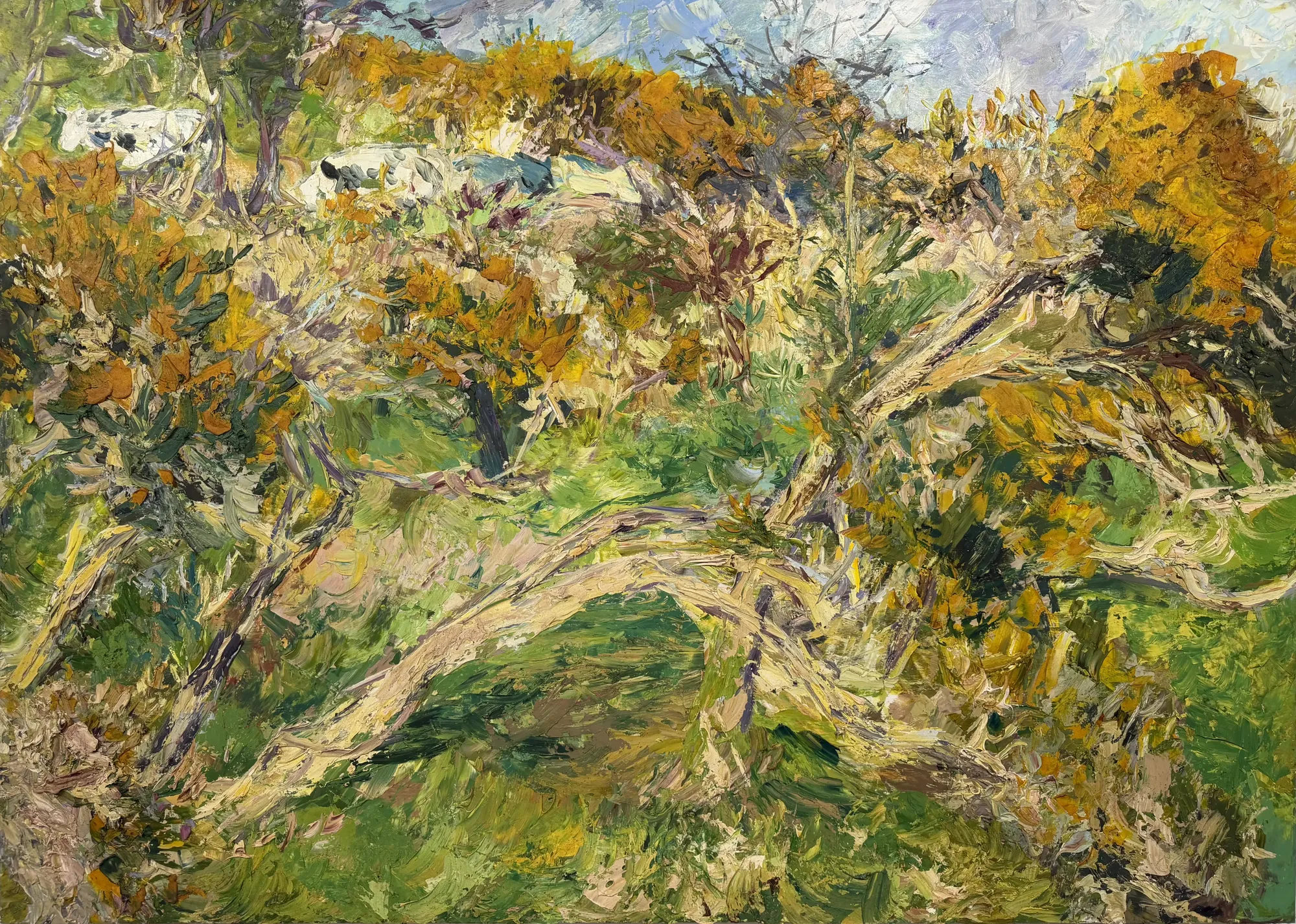 Cows and Gorse